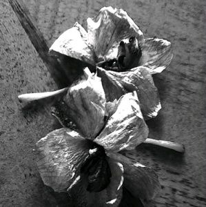 Meet your Posher, Shai